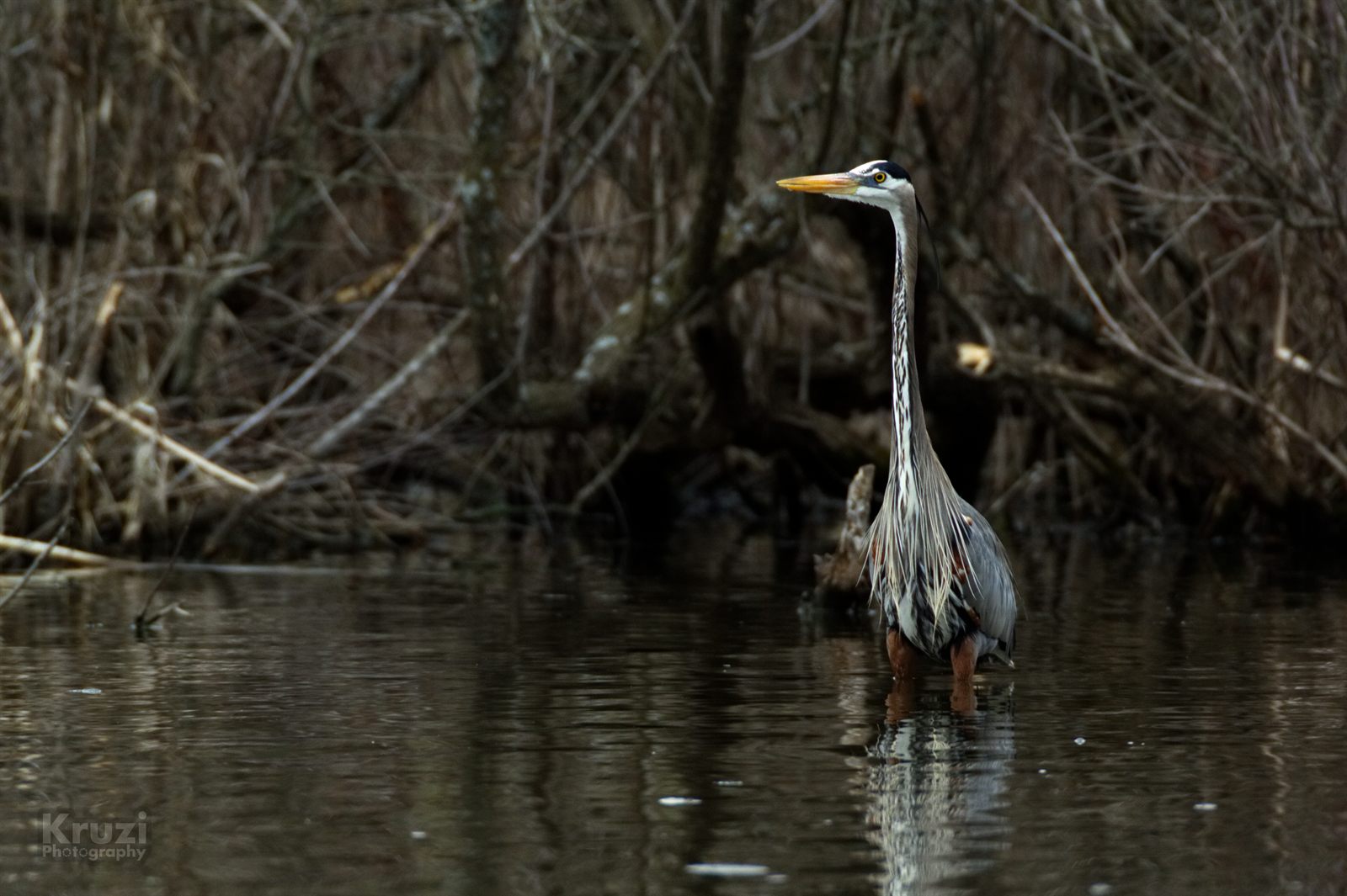 A heron wading in the lake