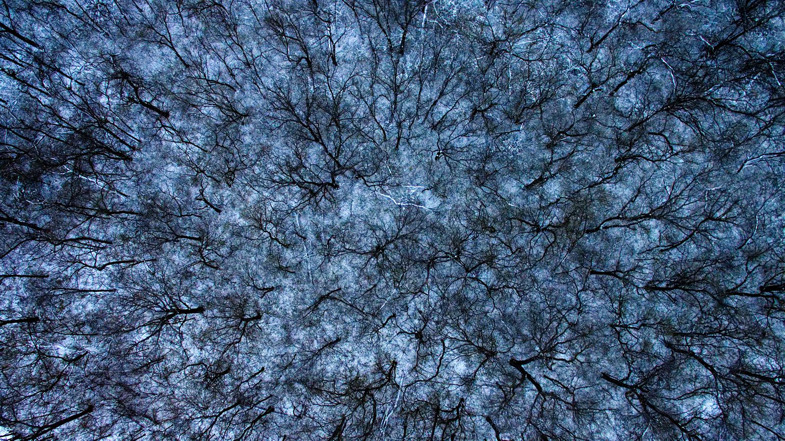 Aerial drone view of a snowy forest
