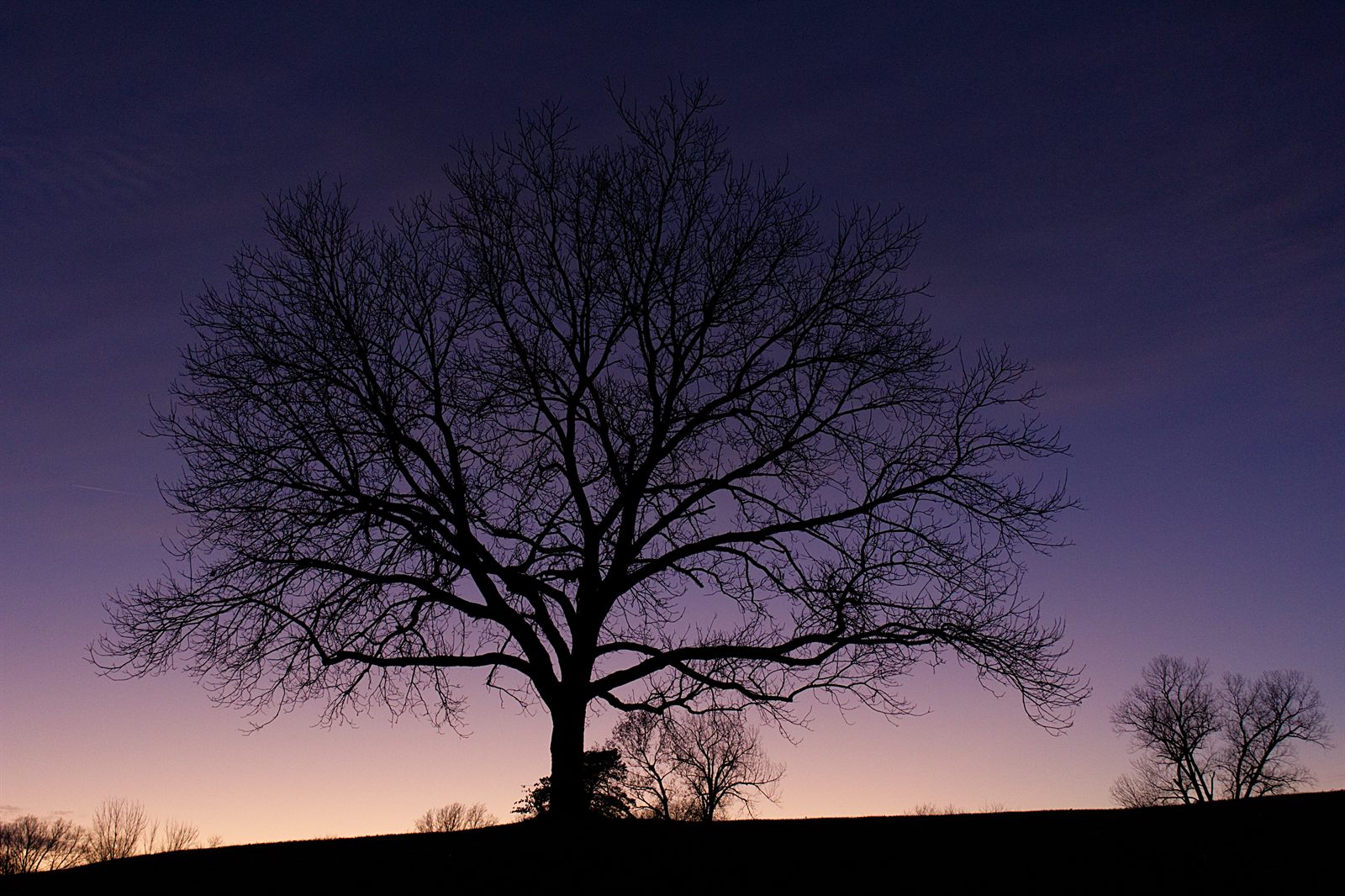 A tree silhouetted against the sunset